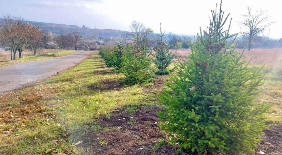 70 елок высадили в Краматорске, деревья предоставили благотворители