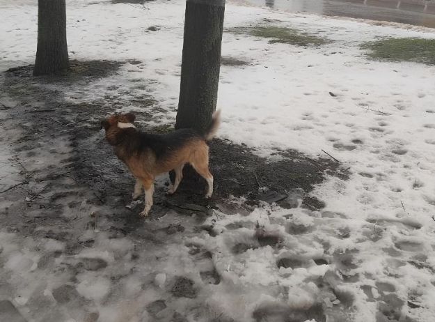 В Костянтинівці з колодязя врятували собаку