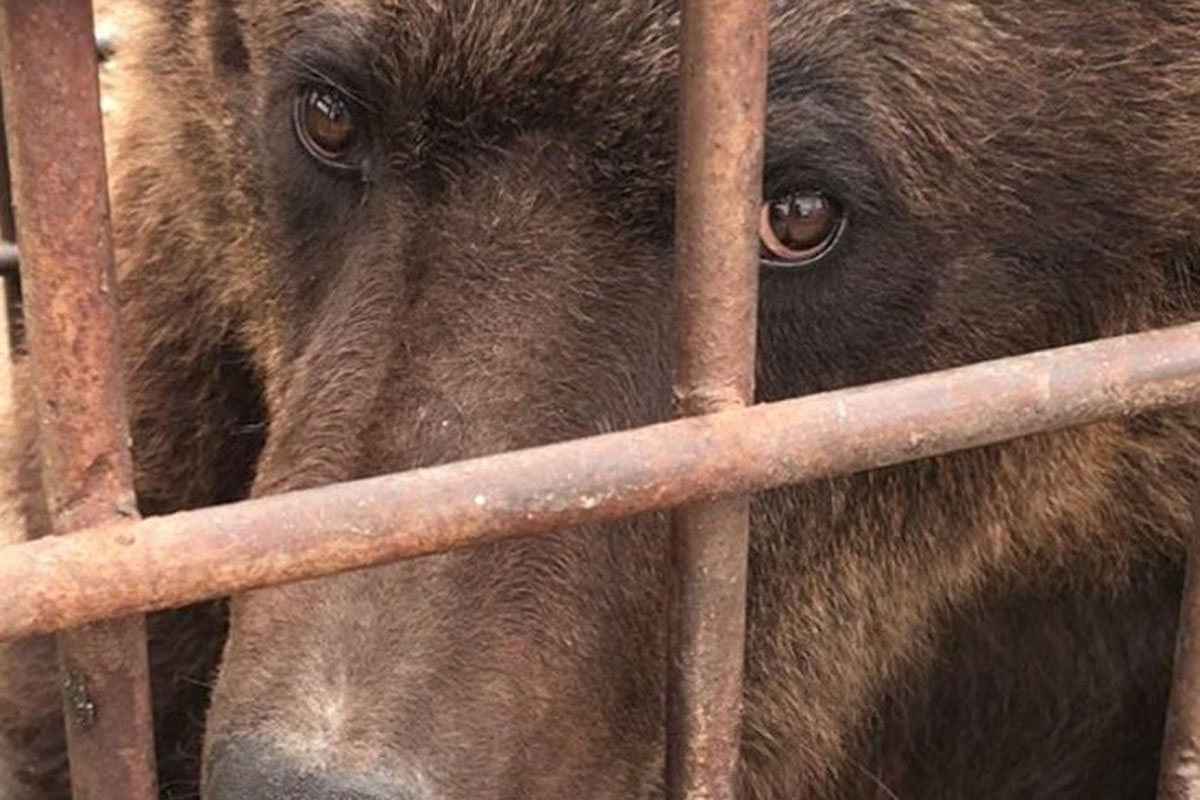 На Донетчине из "зоопарка смерти" вывезли последних животных (видео)