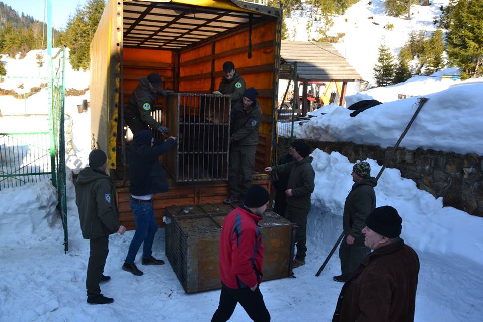 Медведей из "зоопарка смерти" отвезли в Карпаты (фото)