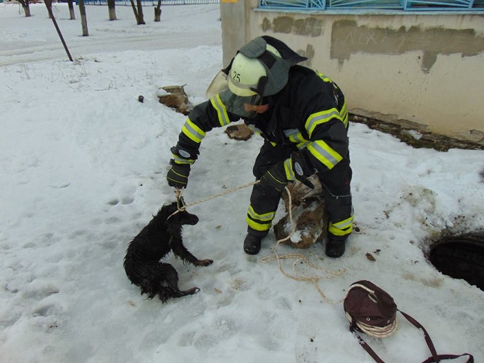 В Новоайдаре спасли пса (фото)
