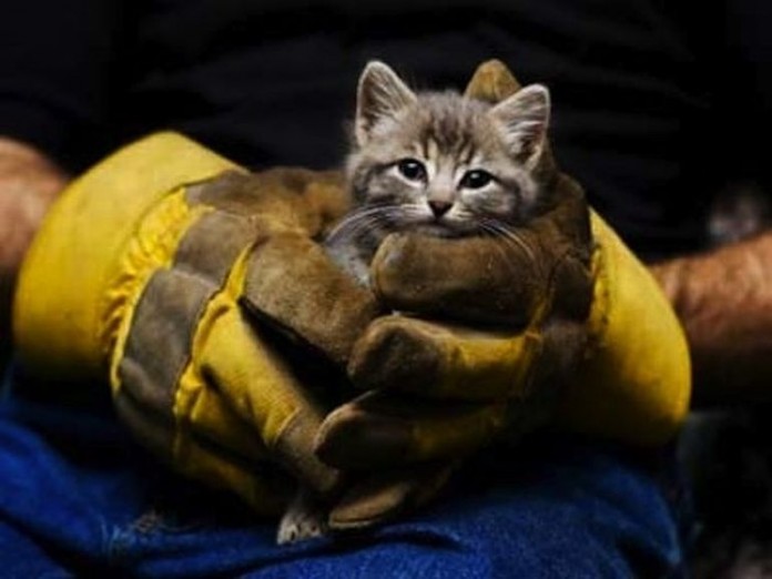 В Мариуполе патрульные спасли котенка (фото)