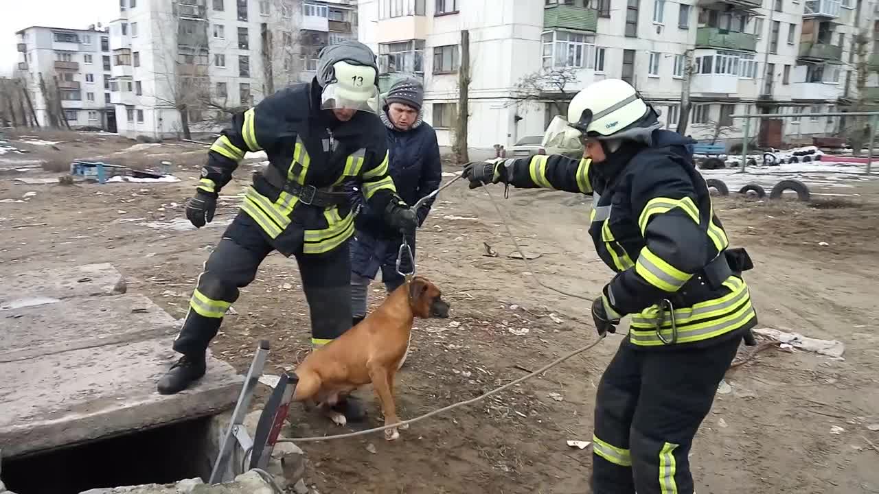 На Луганщине из коллектора вытащили породистого пса (фото)