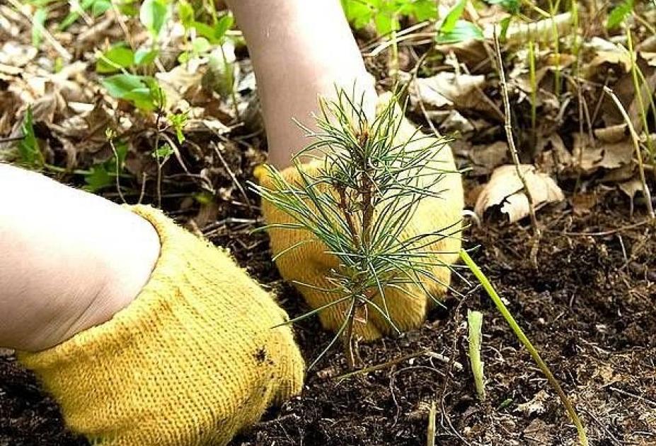 На Донетчине появится новый лесной массив