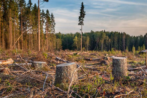 В заповеднике на Луганщине вырубили деревьев на 20 миллионов