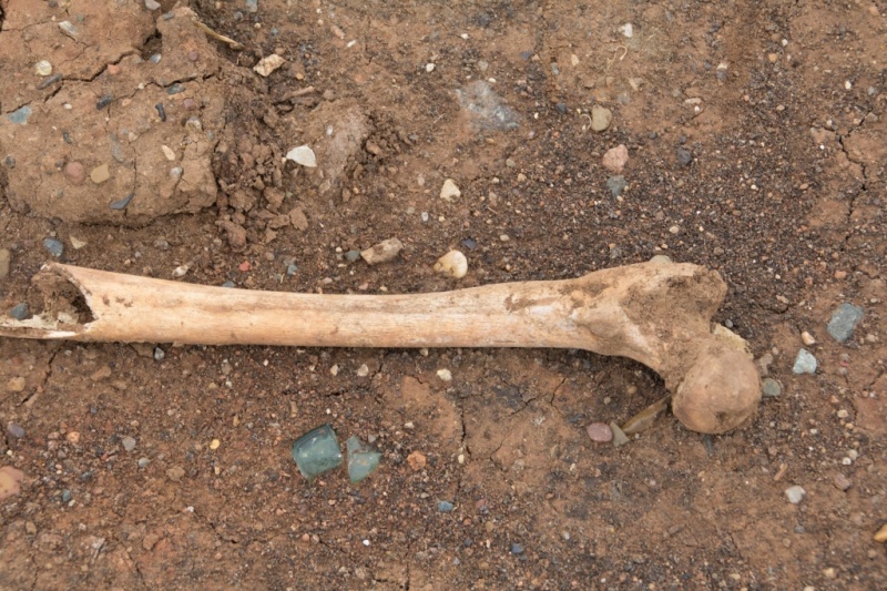 В Торецке нашли человеческие останки (фото)