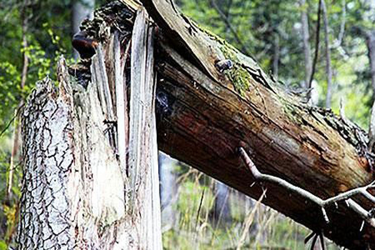 В Макеевке упавшее дерево смяло легковушки (фото)