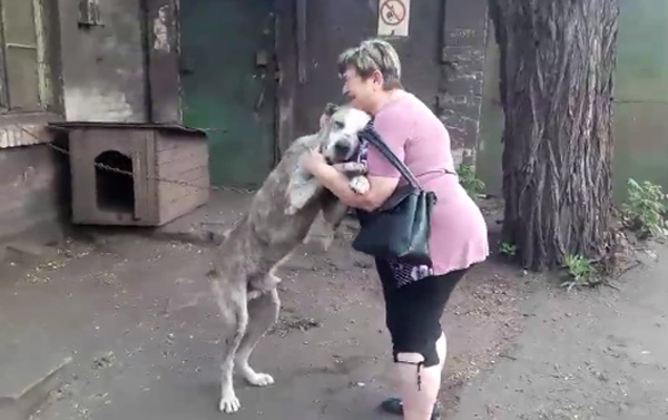 Встреча пропавшего два года назад пса с хозяйкой растрогала Сеть (видео)