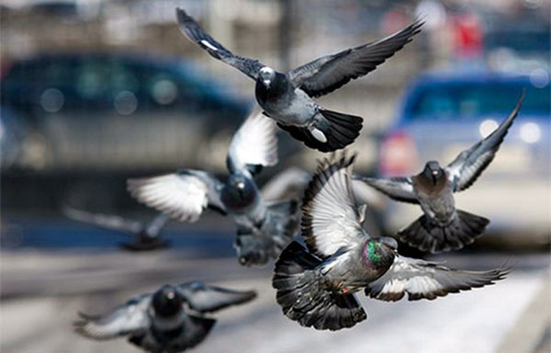 В Северодонецке в небо выпустили несколько тысяч птиц (видео)