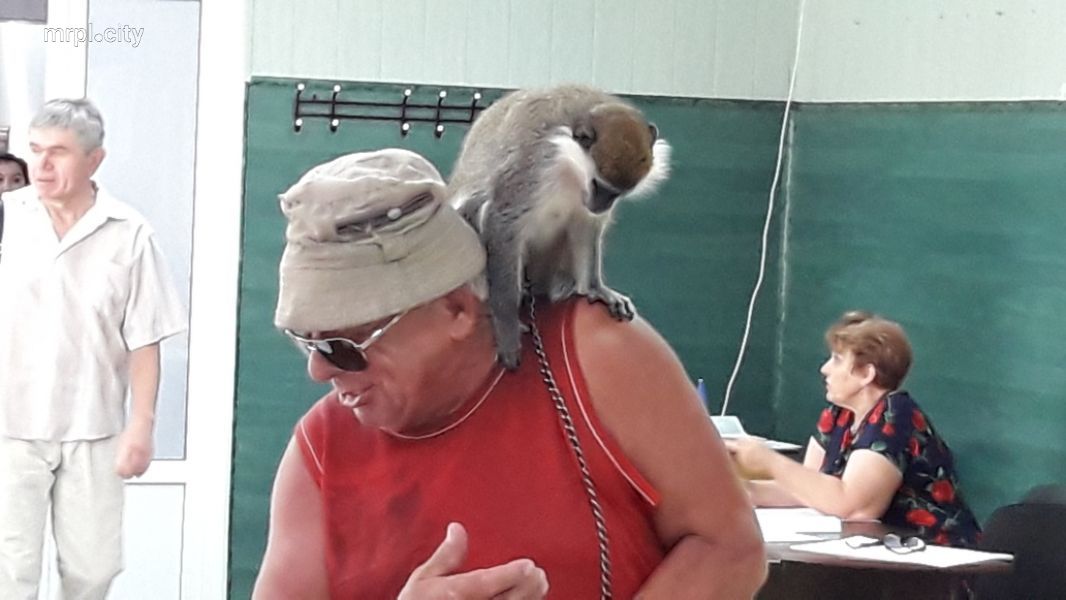 На Донетчине мужчина голосовал с обезьяной на плече (фото)