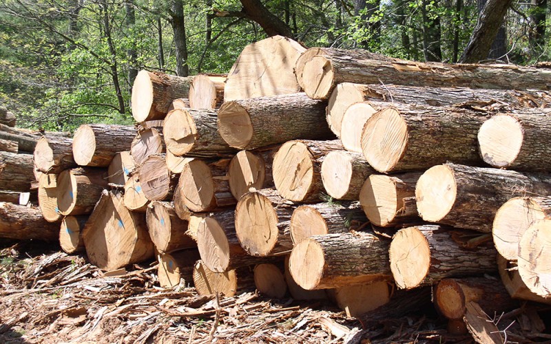 На Донетчине браконьеры рубили лес в национальном парке (фото)