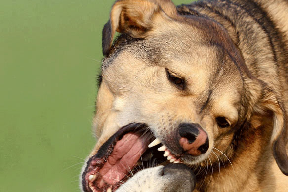 В Северодонецке сбежал агрессивный пес (фото)