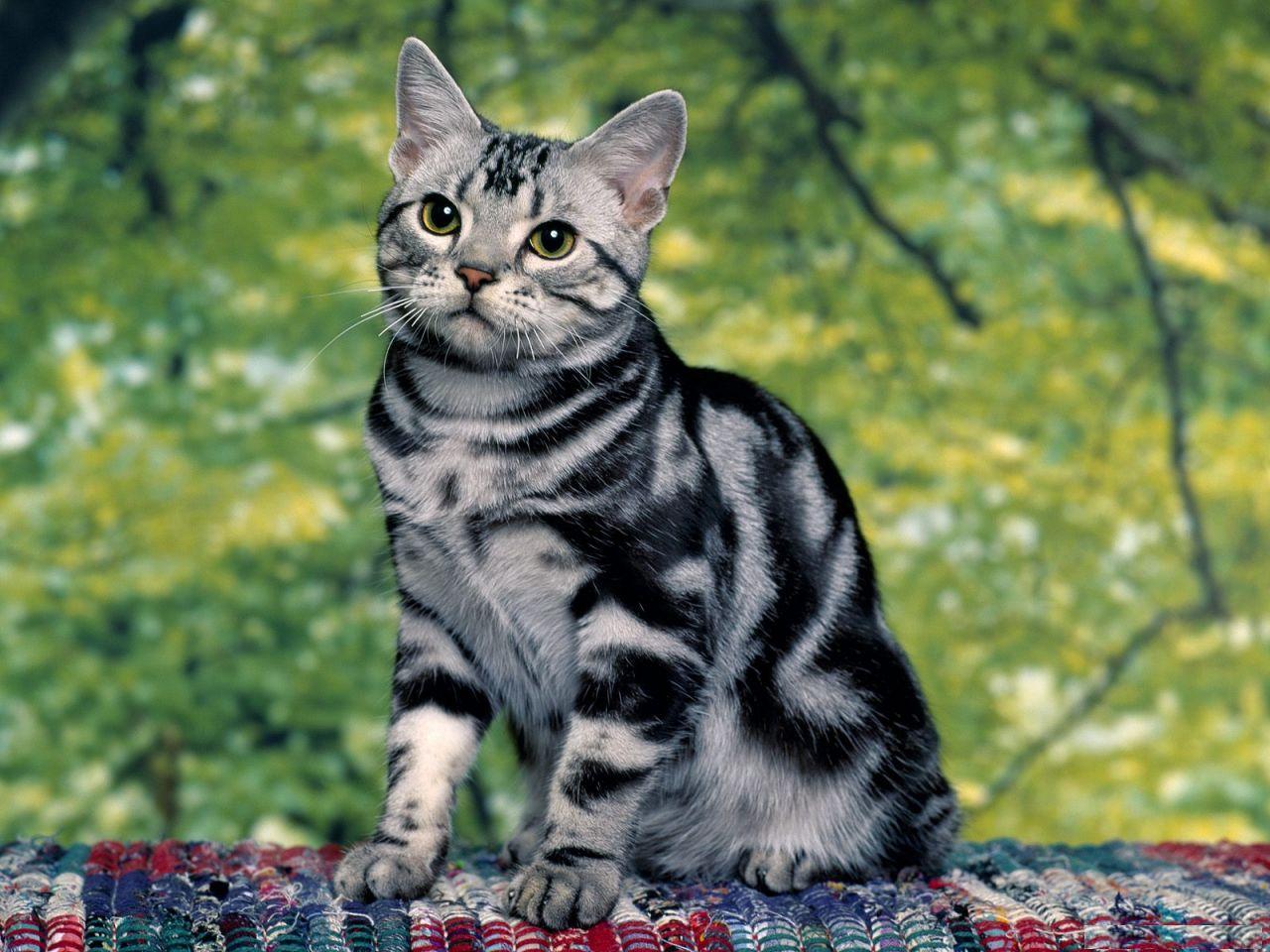 Мариупольцам предлагают выбрать самого красивого кота (фото)