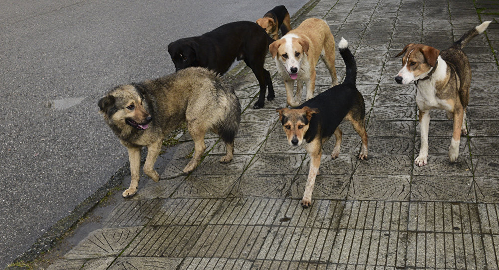 Жителей Дружковки атакуют бродячие собаки