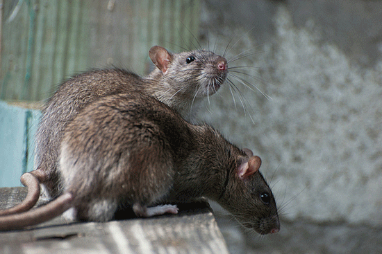 Мариупольчан атакуют крысы (видео)
