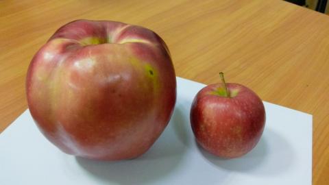 Дружковчанка вырастила гигантское яблоко (фото)