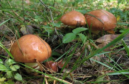 В Торецке люди отравились грибами
