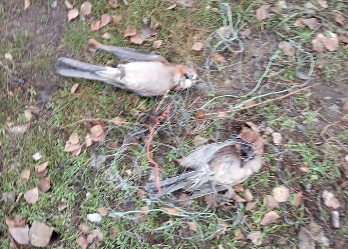 В Северодонецке перебили хищных птиц (фото)