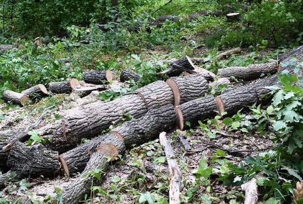 «Черные лесорубы» уничтожили сотню вековых дубов в Славянском районе