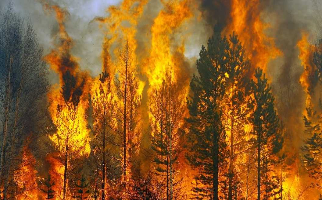 Эстония профинансирует восстановление лесов на Луганщине после пожаров