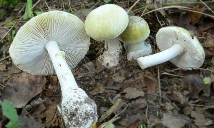 Жительница Луганской области отравилась грибами
