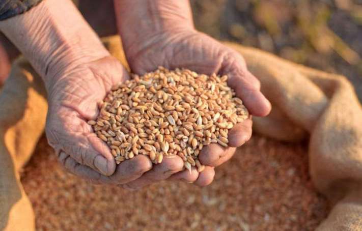 Россияне вывозят зерно из Луганской области
