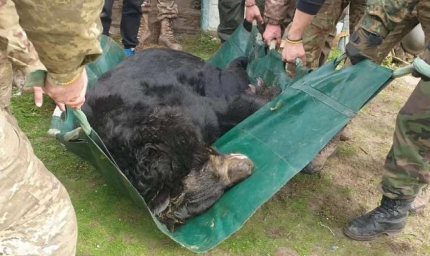 Пораненого ведмедя “Ямполя” з Донеччини планують перевезти жити у Шотландський зоопарк