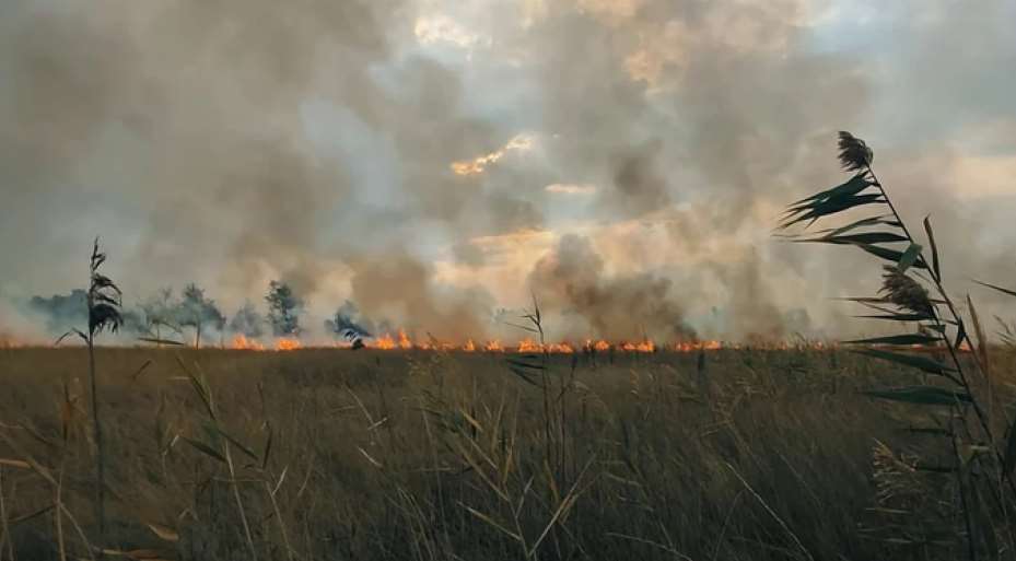 Пожары в Луганской области: за сутки выгорело более 95 га растительности