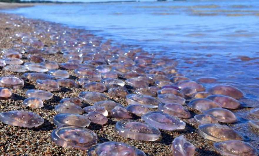 Экоцид РФ в Мариуполе: к берегу прибились медузы: к берегу прибились медузы