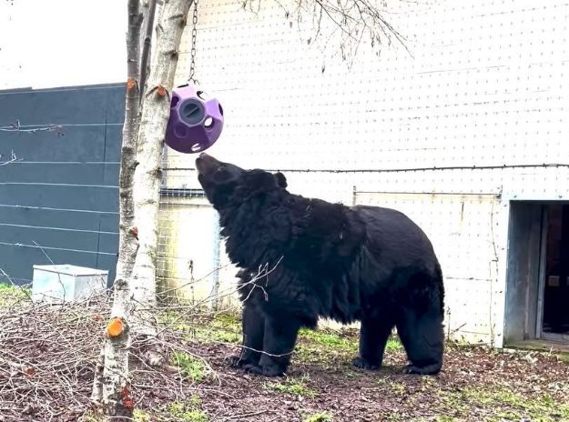 Шотландский зоопарк принял пострадавшего из-за войны медведя из Донецкой области