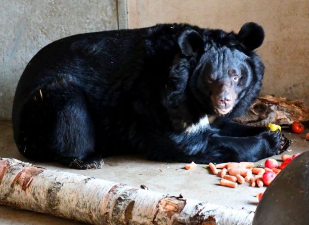 Медведь, спасенный из разрушенного россиянами зоопарка в Донецкой области, обживается в Шотландии