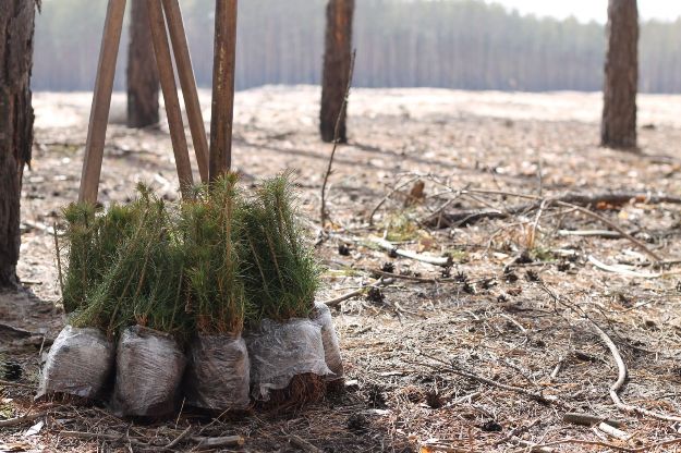 В нацпарке "Святые горы" в Донецкой области восстановят 100 га пострадавшего от боев леса