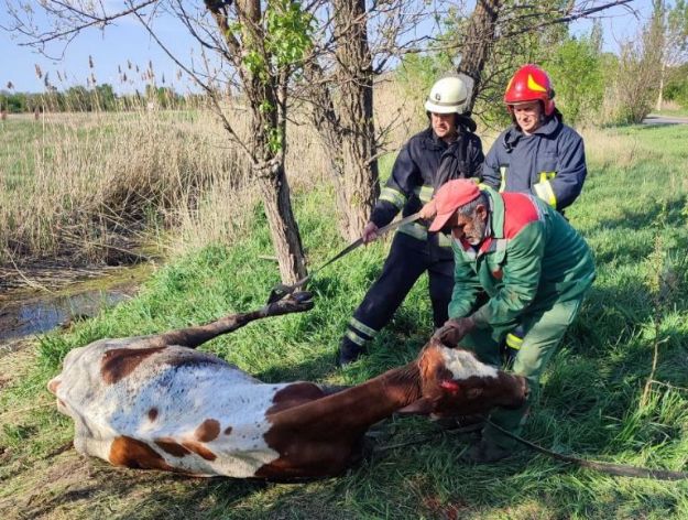 В Донецкой области спасатели вытащили из болота корову