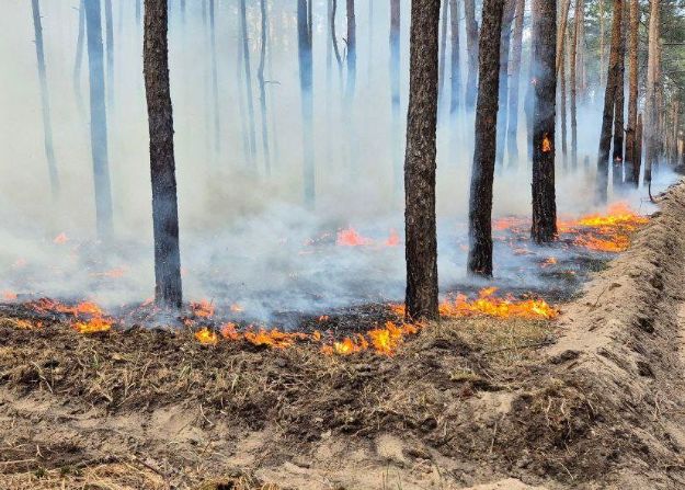 В Донецкой области 7 часов тушили лесной пожар, который начался из-за обстрелов РФ