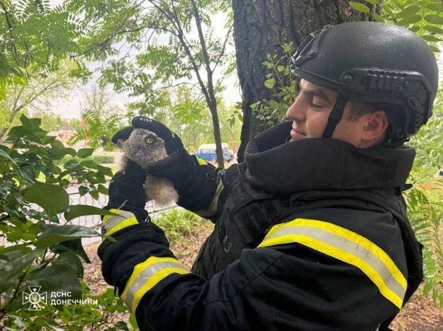 В Донецкой области спасатели пришли на помощь совятам