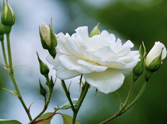 500 саженцев роз посадили в центре Краматорска
