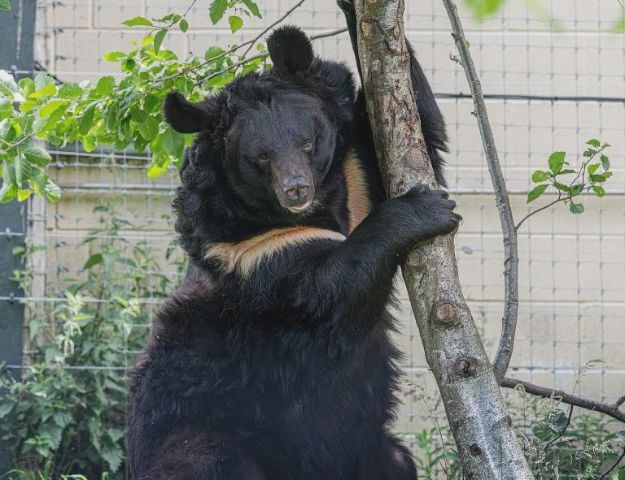 В Шотландии умер медведь Ямполь, которого спасли из-под обстрелов в Донецкой области