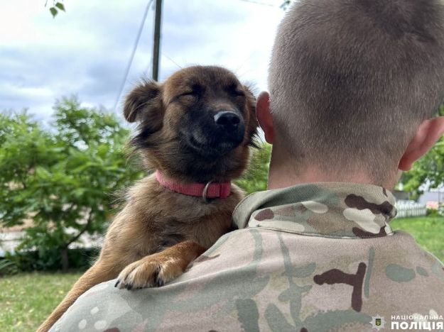 У кінологічному центрі поліції Рівненщини прихистили евакуйованого з Донеччини песика