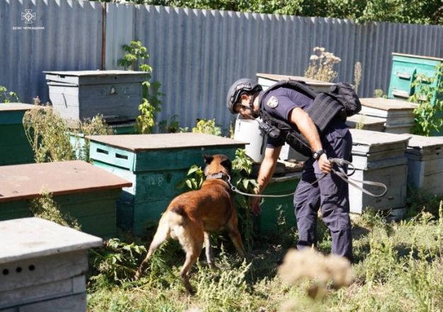 У розмінуванні територій на Донеччині допомагають собаки-детектори