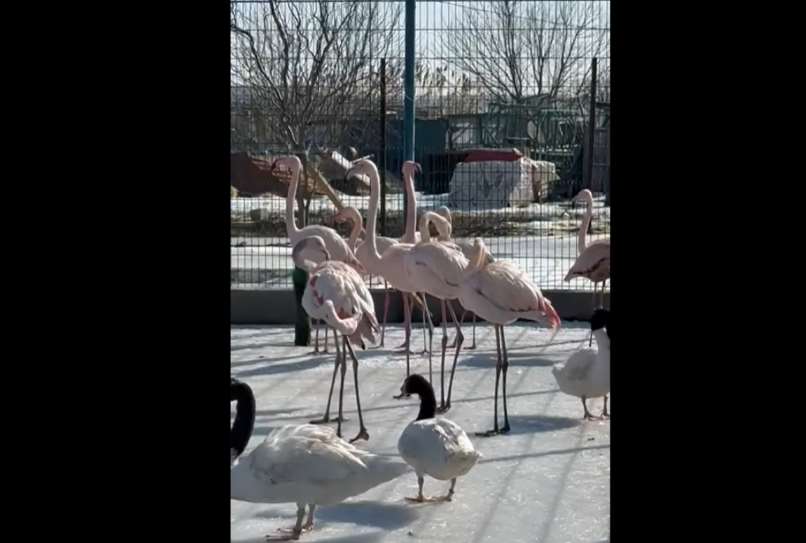 Зоопарк Славянска эвакуируют в Полтавскую область