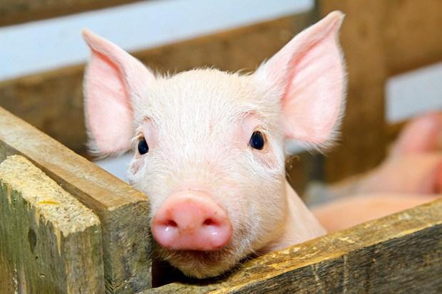 В Дружковской громаде - случай африканской чумы свиней
