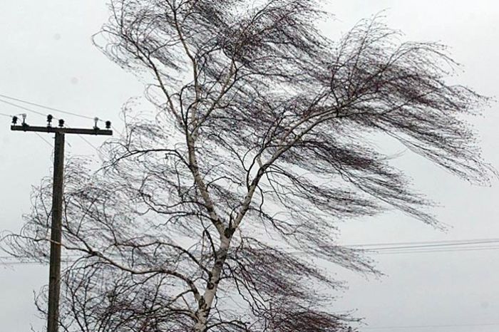 Непогода на Донетчине: ветер валил деревья и срывал крыши (фото)